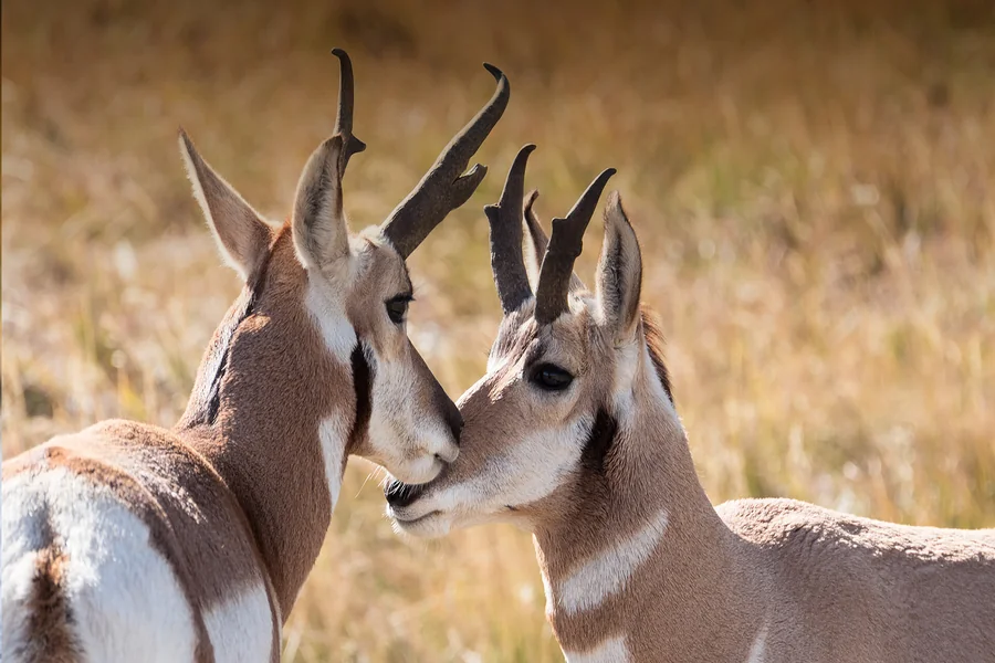 animals that live in plains pronghorn