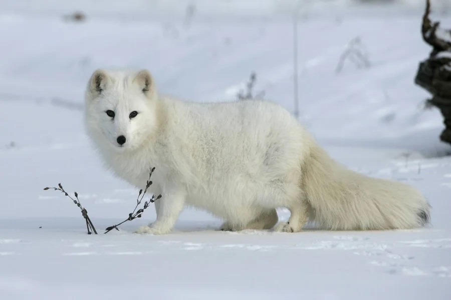 animals that live in snow Arctic fox
