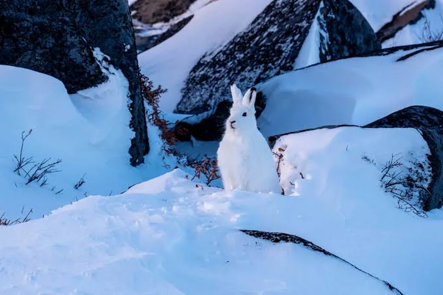 animals that live in snow Hare