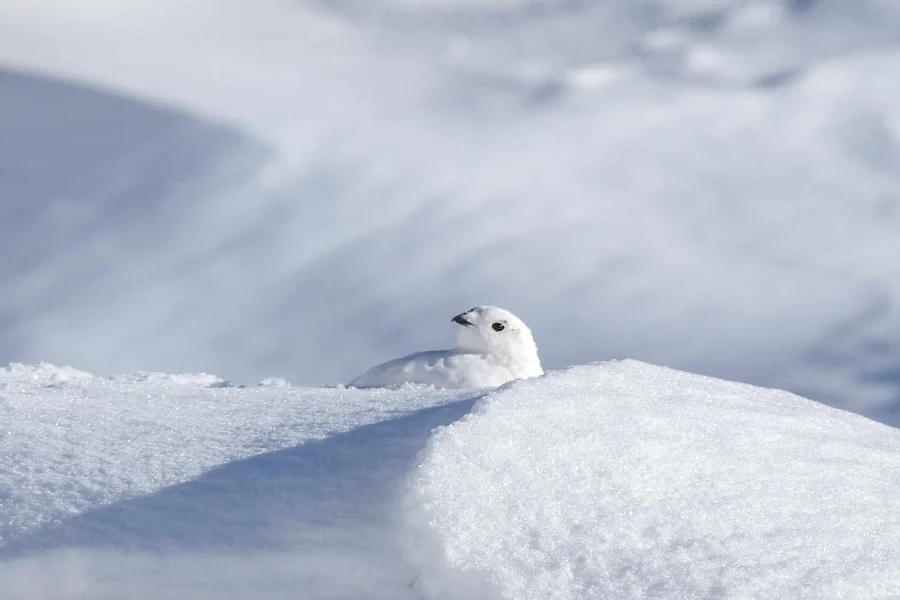 animals that live in snow Ptarmigan