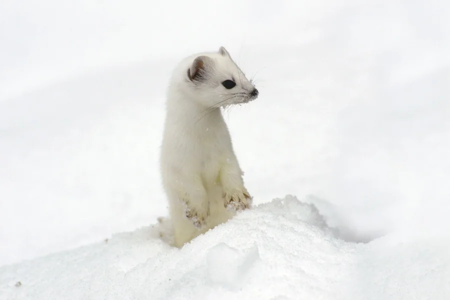 animals that live in snow Stoat