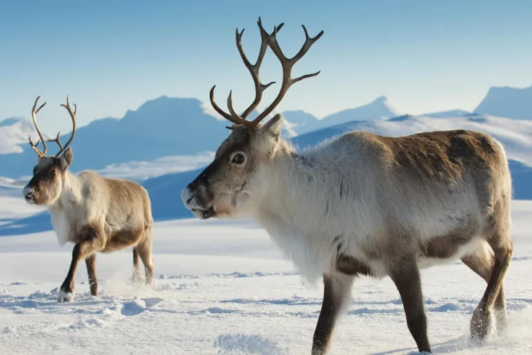 animals that live in snow