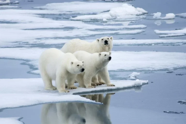 animals that live in tundra