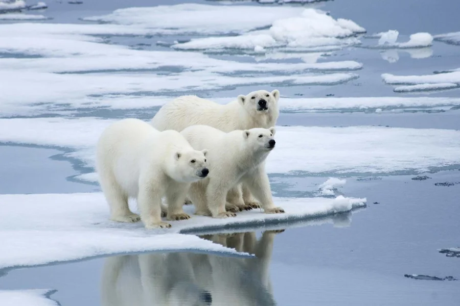 animals that live in tundra
