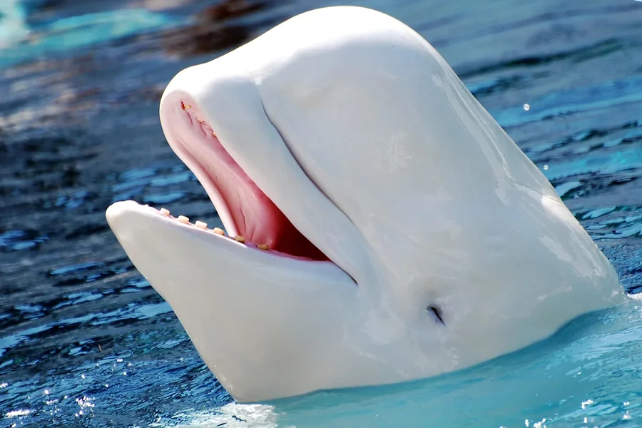 animals that live in tundra beluga whale