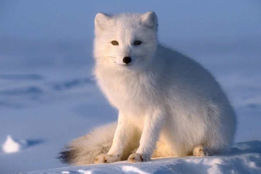 animals that live in tundra fox