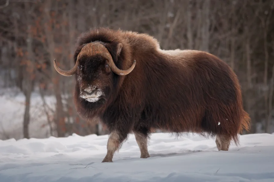 animals that live in tundra ox