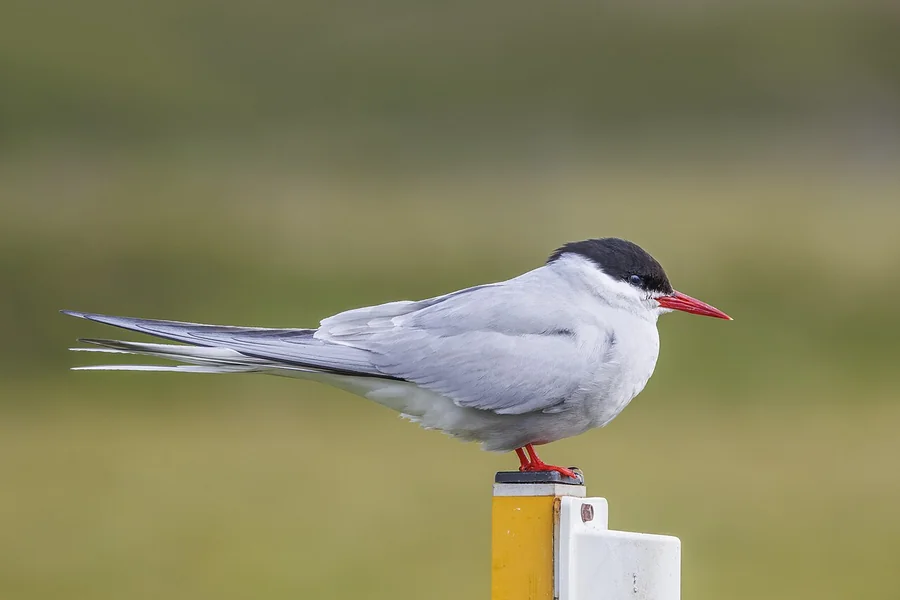 animals that live in tundra tern