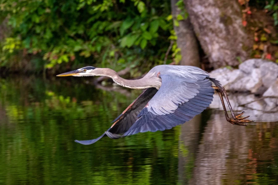 animals that live in wetland