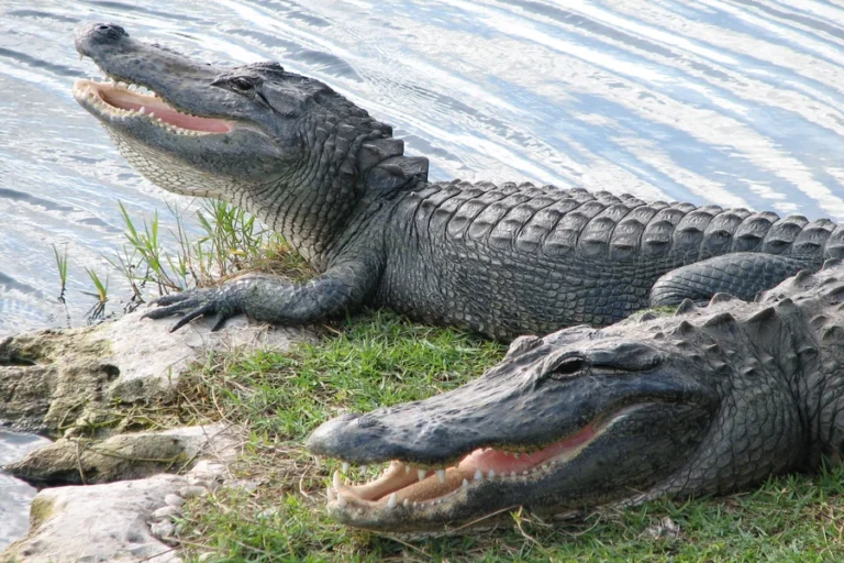 animals that live in wetlands