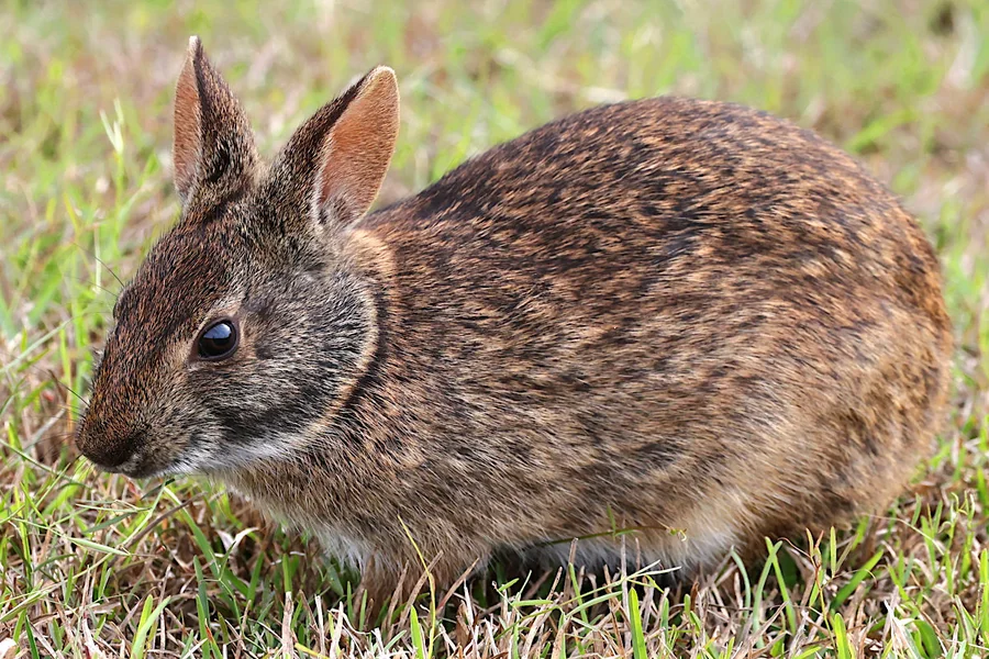 animals that live wetland