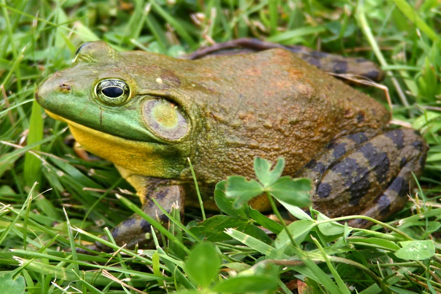 animals that live wetlands