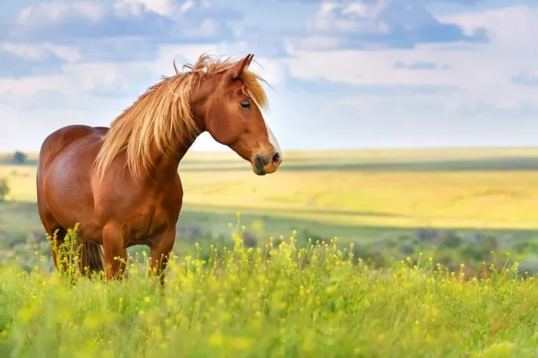 animals that start with h