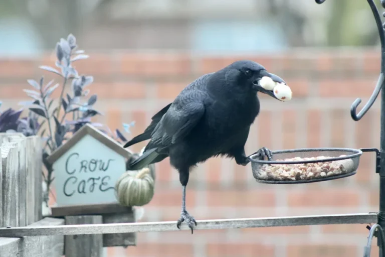 can you befriend a crow