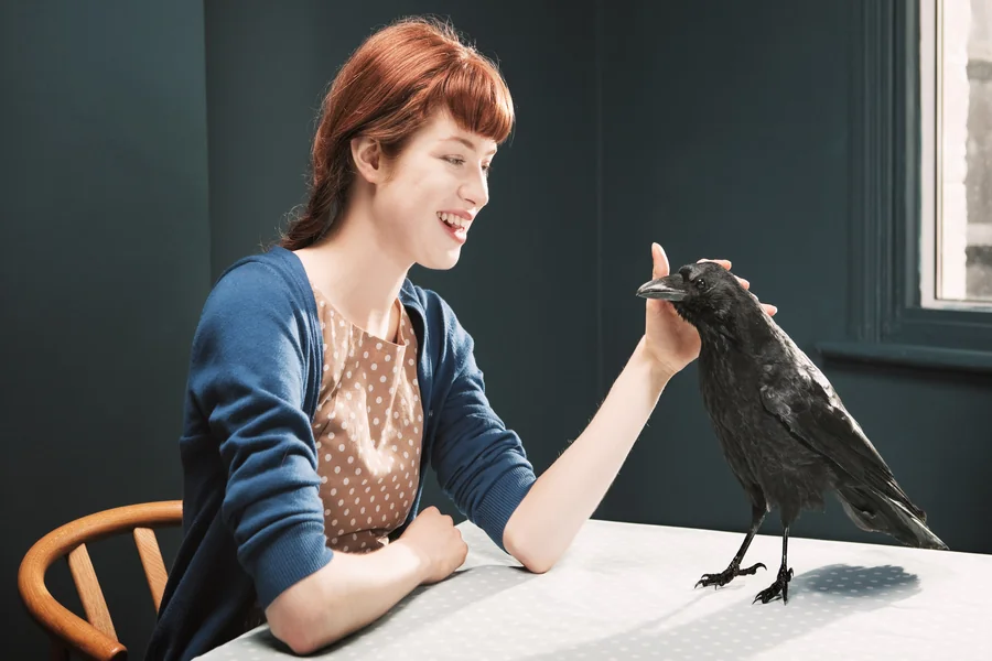 can you befriend a crows