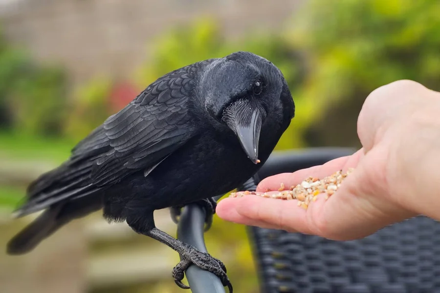 can you befriend of crow