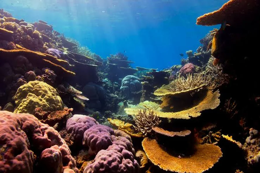 coral pics