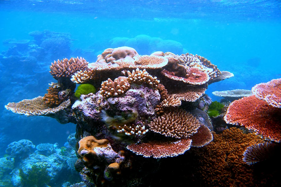 coral picture