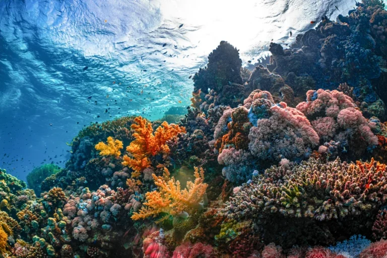coral pictures