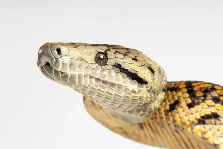 jamaican boa