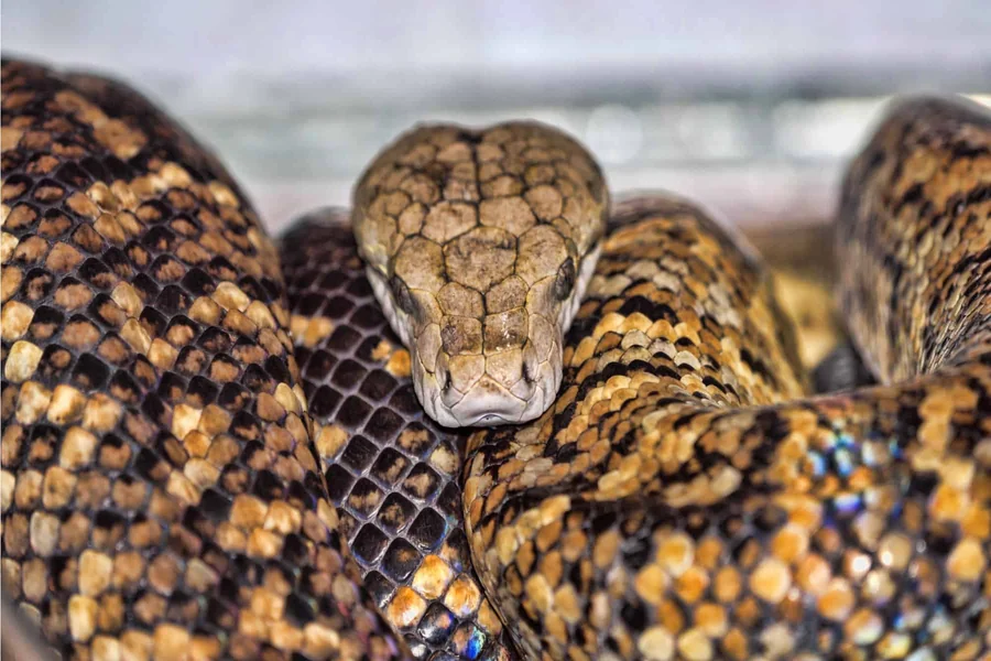 jamaican boa snake