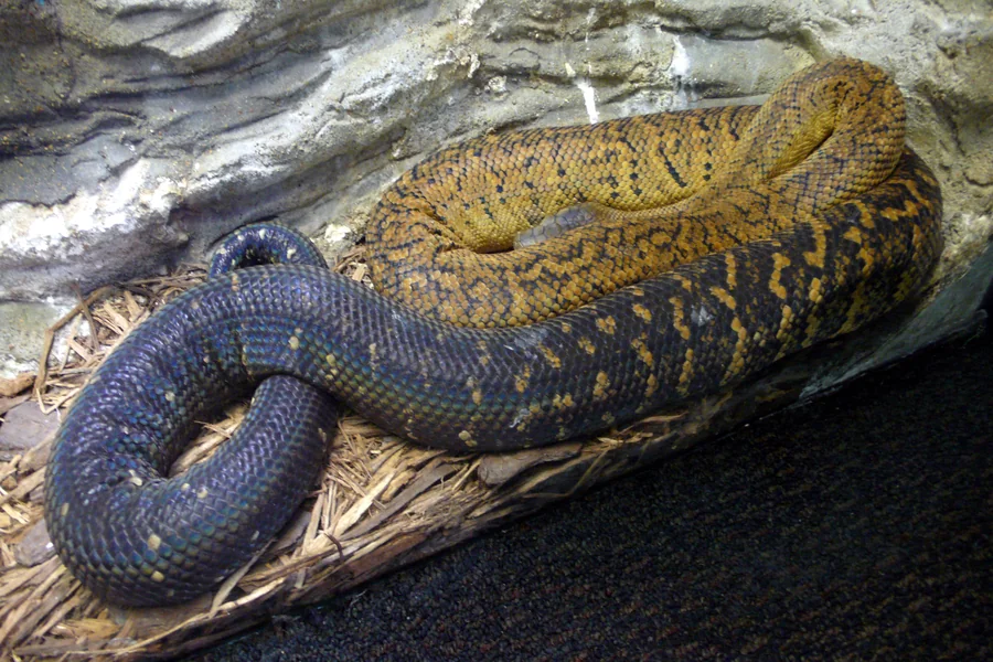 jamaican boas