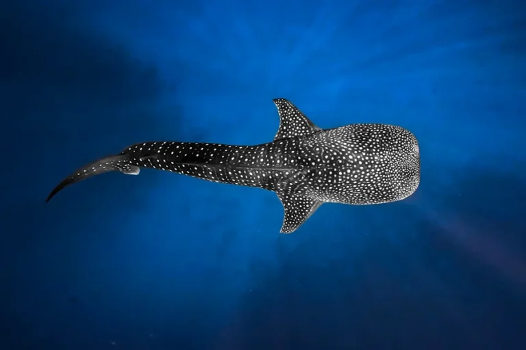 monster giant fish