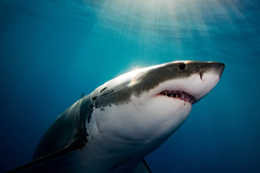 monster giant fishes