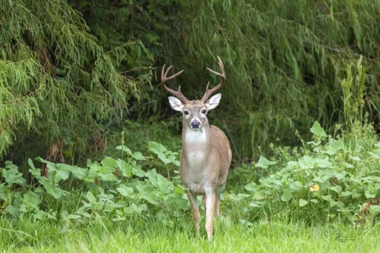 15 Wildlife Refuges Open for Hunting This Season, and What Locals Do Once the Boots Come Off