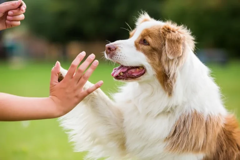 Dog Agility Training