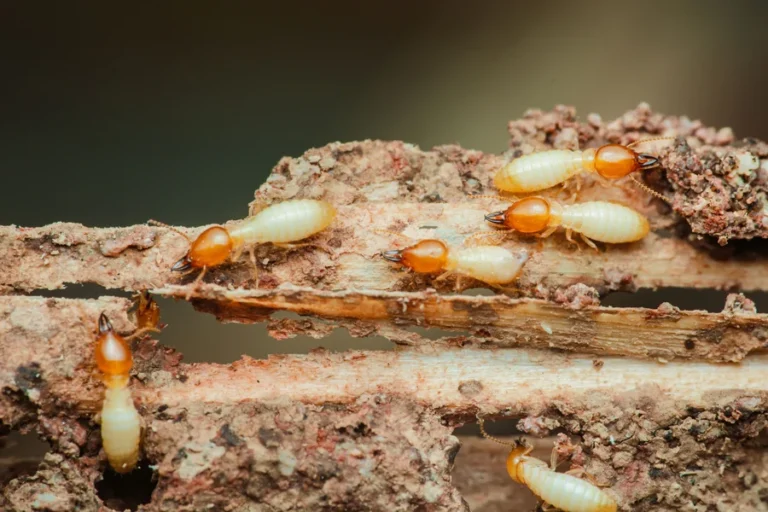 Termite Control