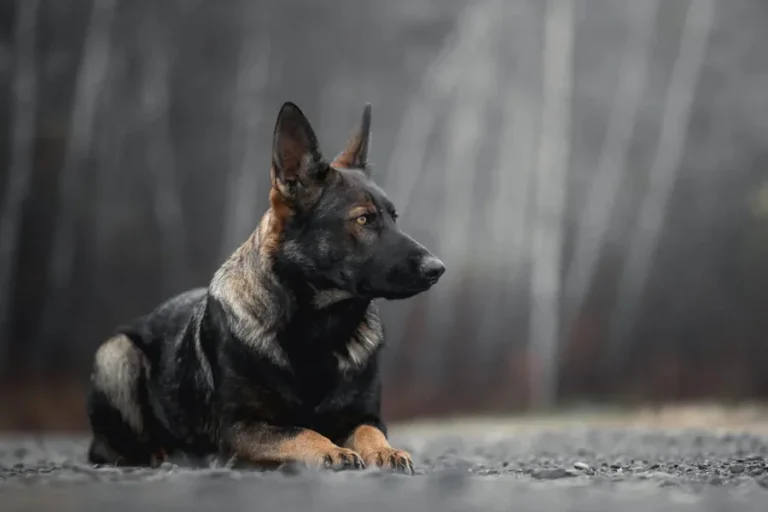 German Shepherds