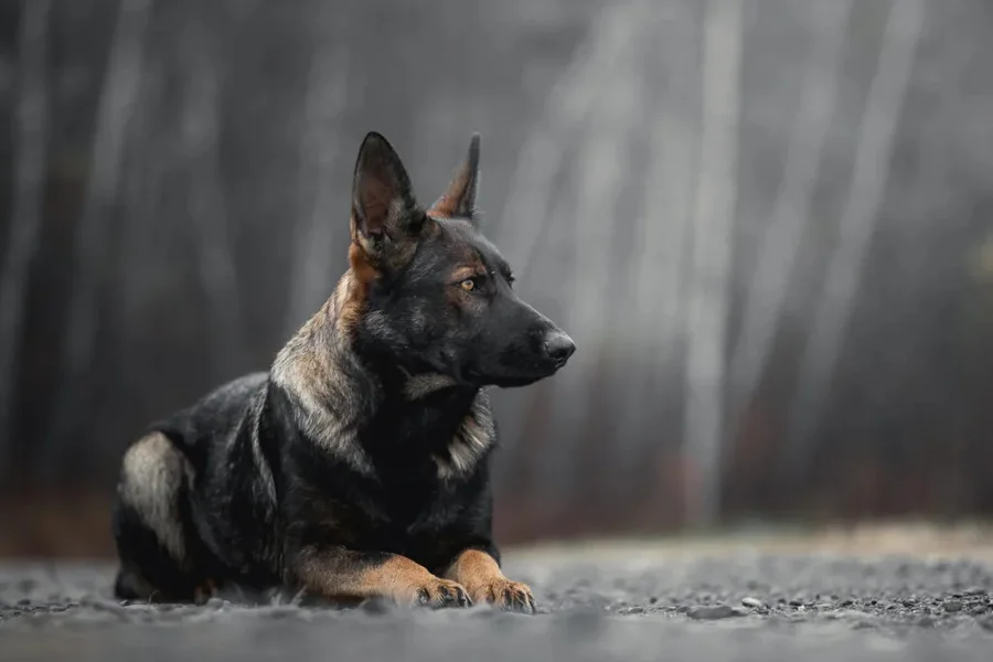 German Shepherds