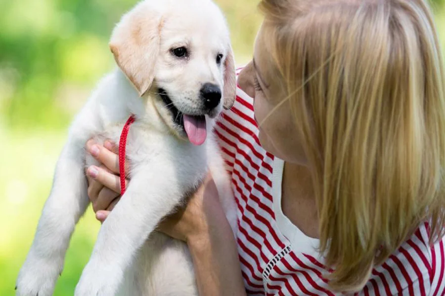 New Puppy Owner