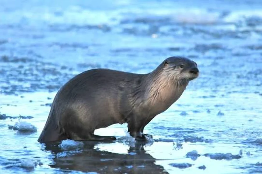 Animals that live near rivers North American River Otter