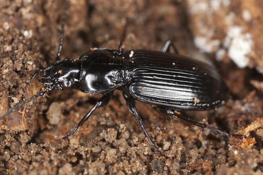 BLACK BEETLES