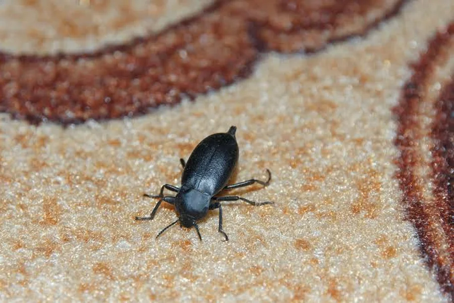 Black carpet beetle