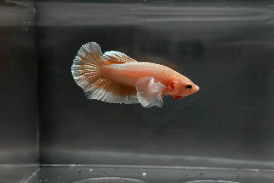 Female Bettas