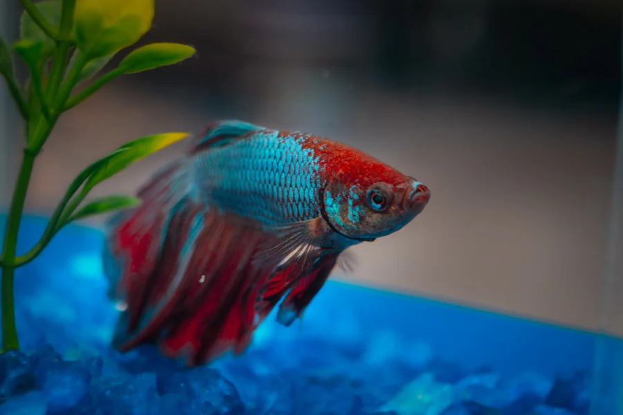 Female Bettas