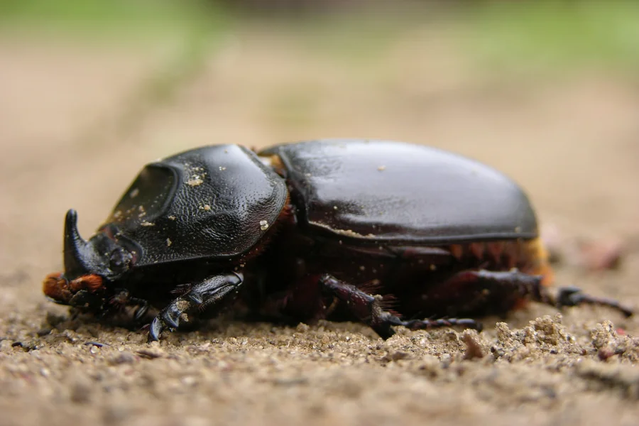 Coconut Rhinoceros Beetle