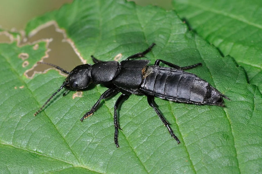 Devil's coach horse
