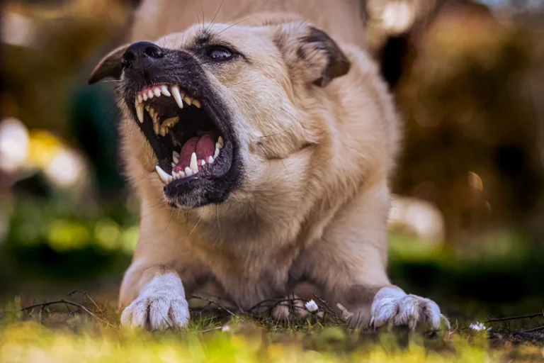 Aggressive Dogs