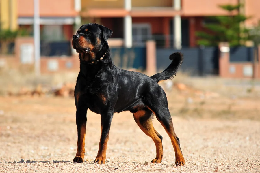 Aggressive Dogs