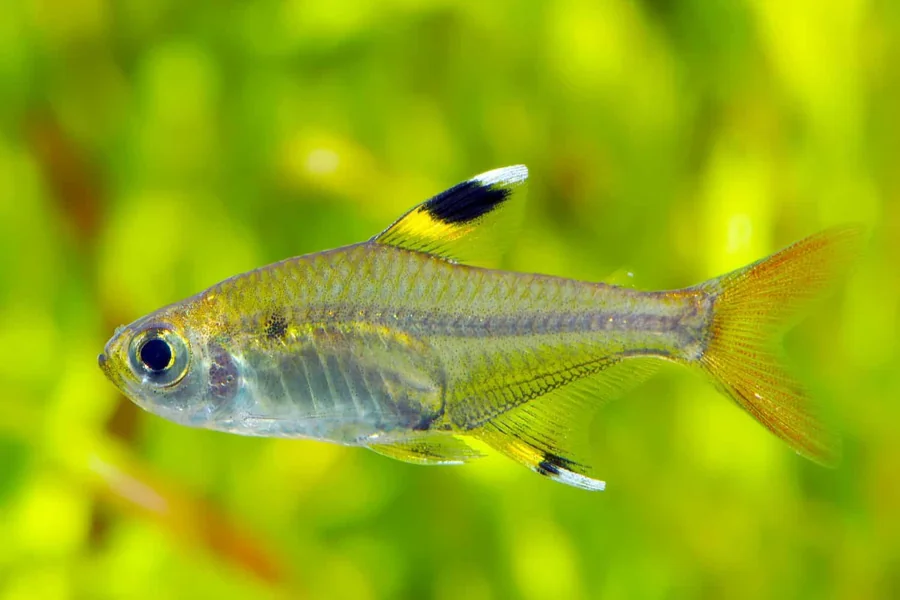 animal that starts with x X Ray Tetra