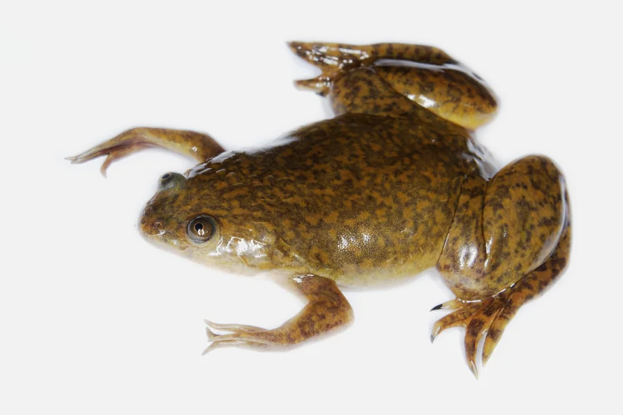 animal that starts with x Xenopus
