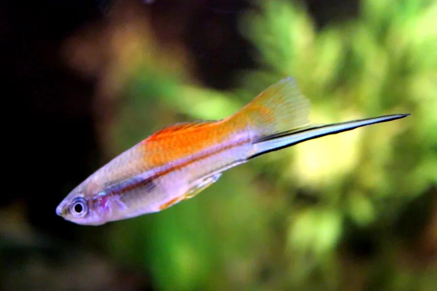 animal that starts with x Xiphophorus