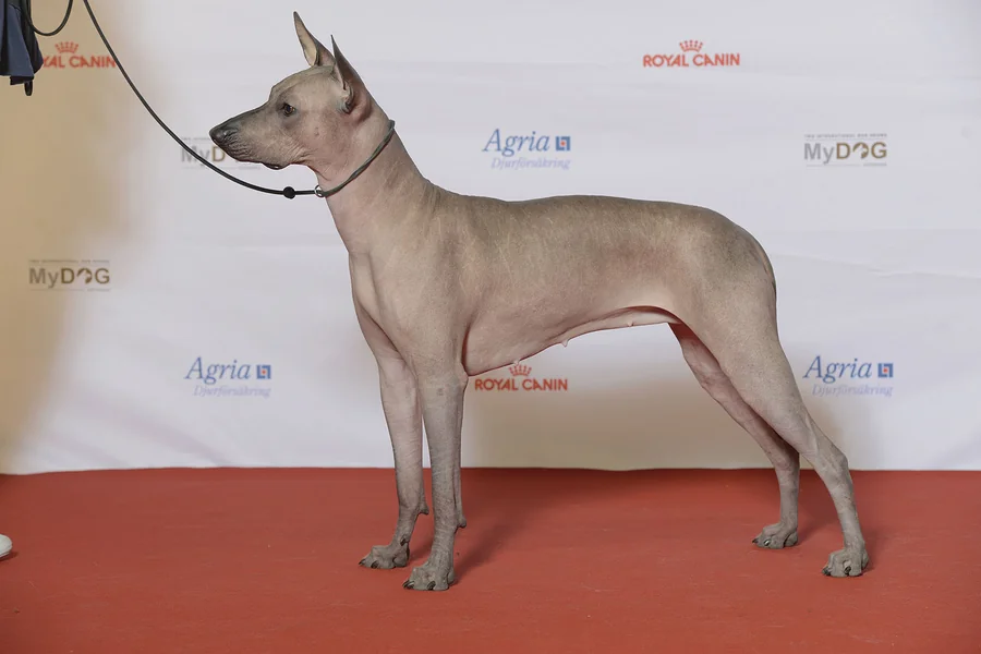 animal that starts with x Xoloitzcuintli