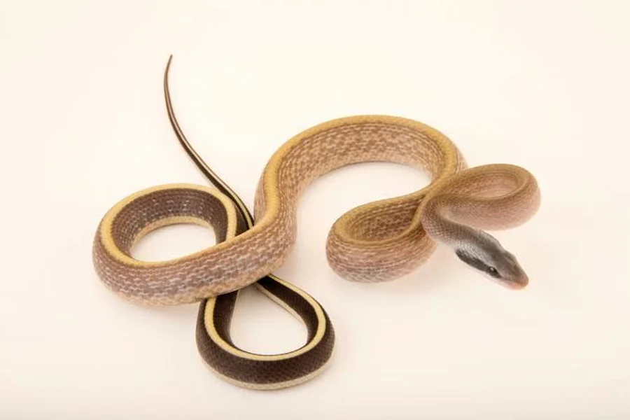 animals that live in caves Cave Racer