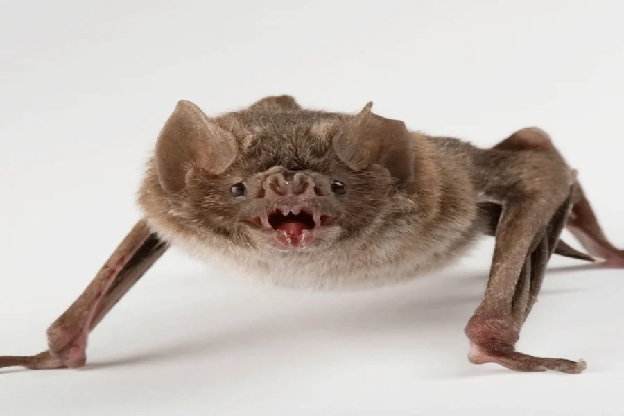 animals that live in caves Common Vampire Bat
