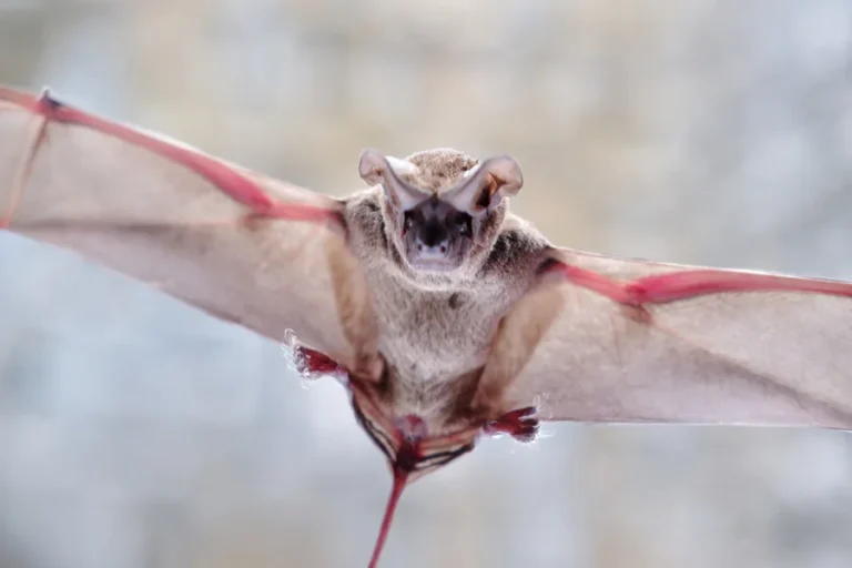 animals that live in caves Mexican Free Tailed Bat